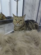 Груминг Экспресс-линька для кошек свыше 5кг без пасты