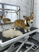 Груминг Собака Экспресс-линька от 10-15 кг