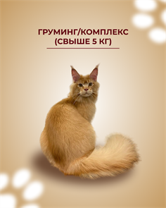 Груминг Кошка / Комплекс выставочный (свыше 5 кг) 466585