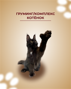 Груминг котенок комплекс/ выставочный 50889
