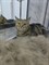 Груминг Экспресс-линька для кошек свыше 5кг без пасты - фото 11539